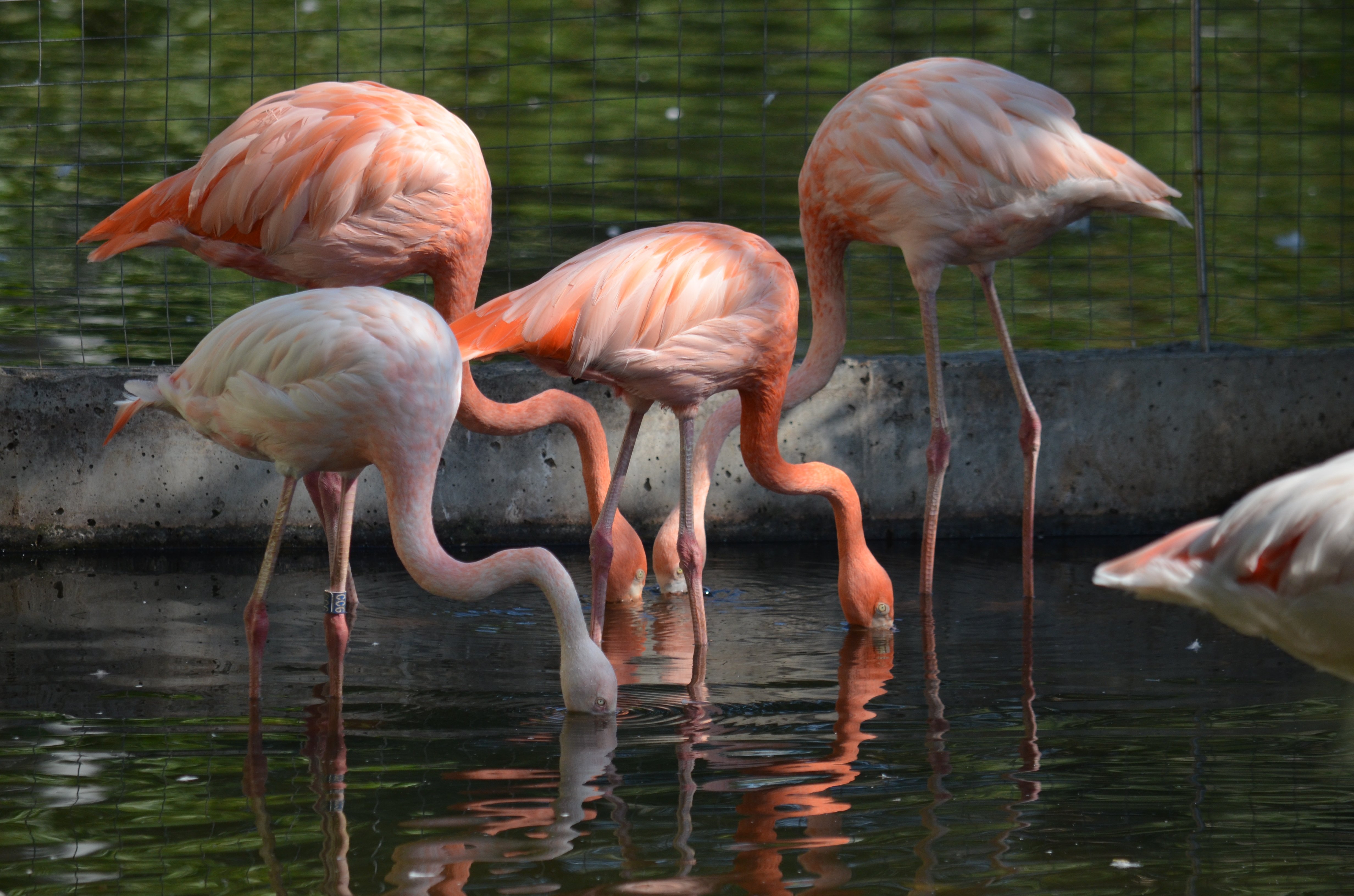 Фламинго в Забайкалье