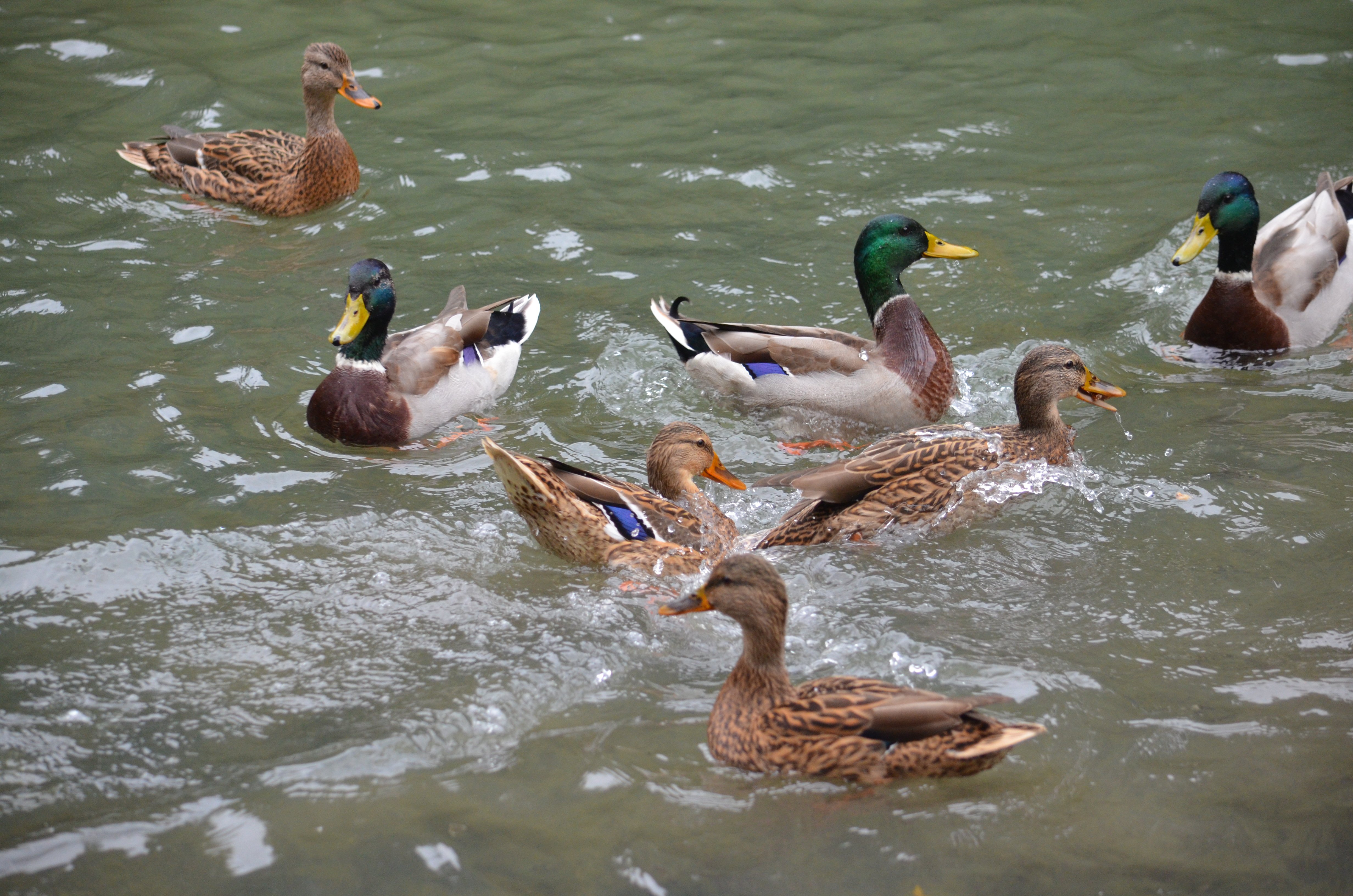 Дикие утки сергиев посад. Белоголовая утка. Утка краснодар. Утка краснодарская. Утки россии.