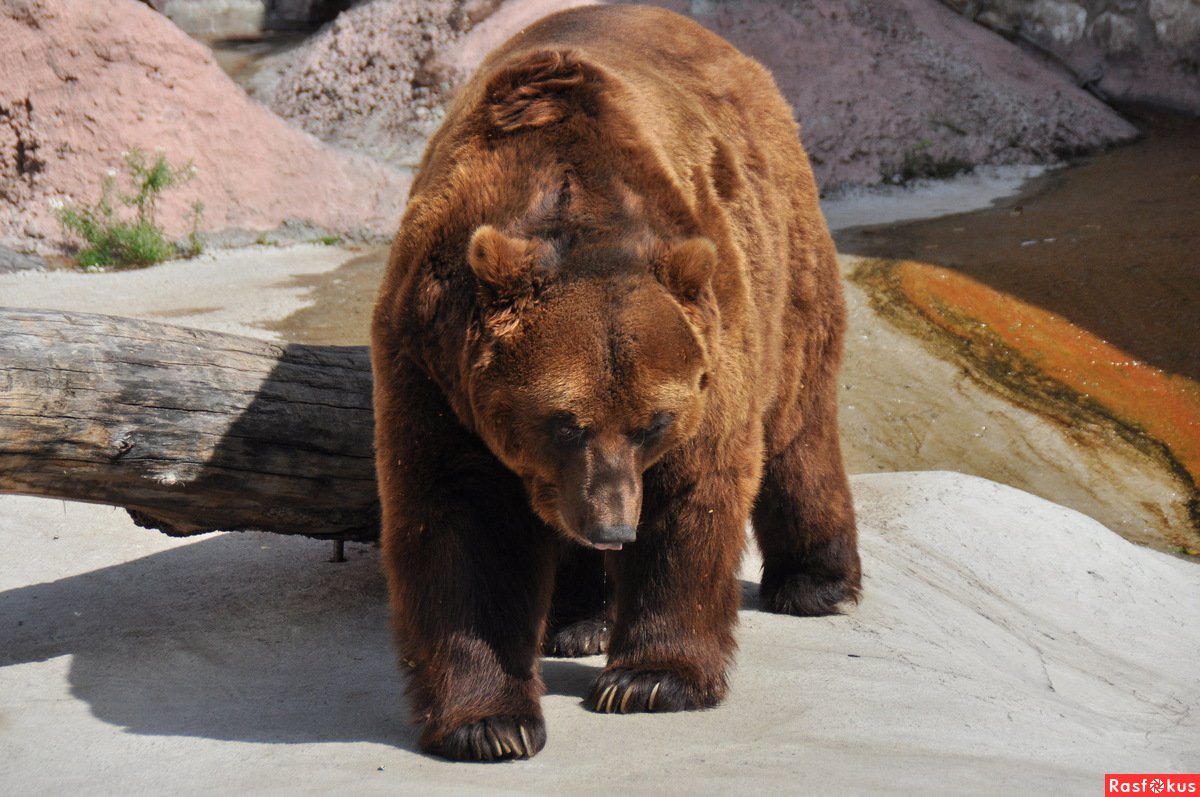 Фото Московских Животных