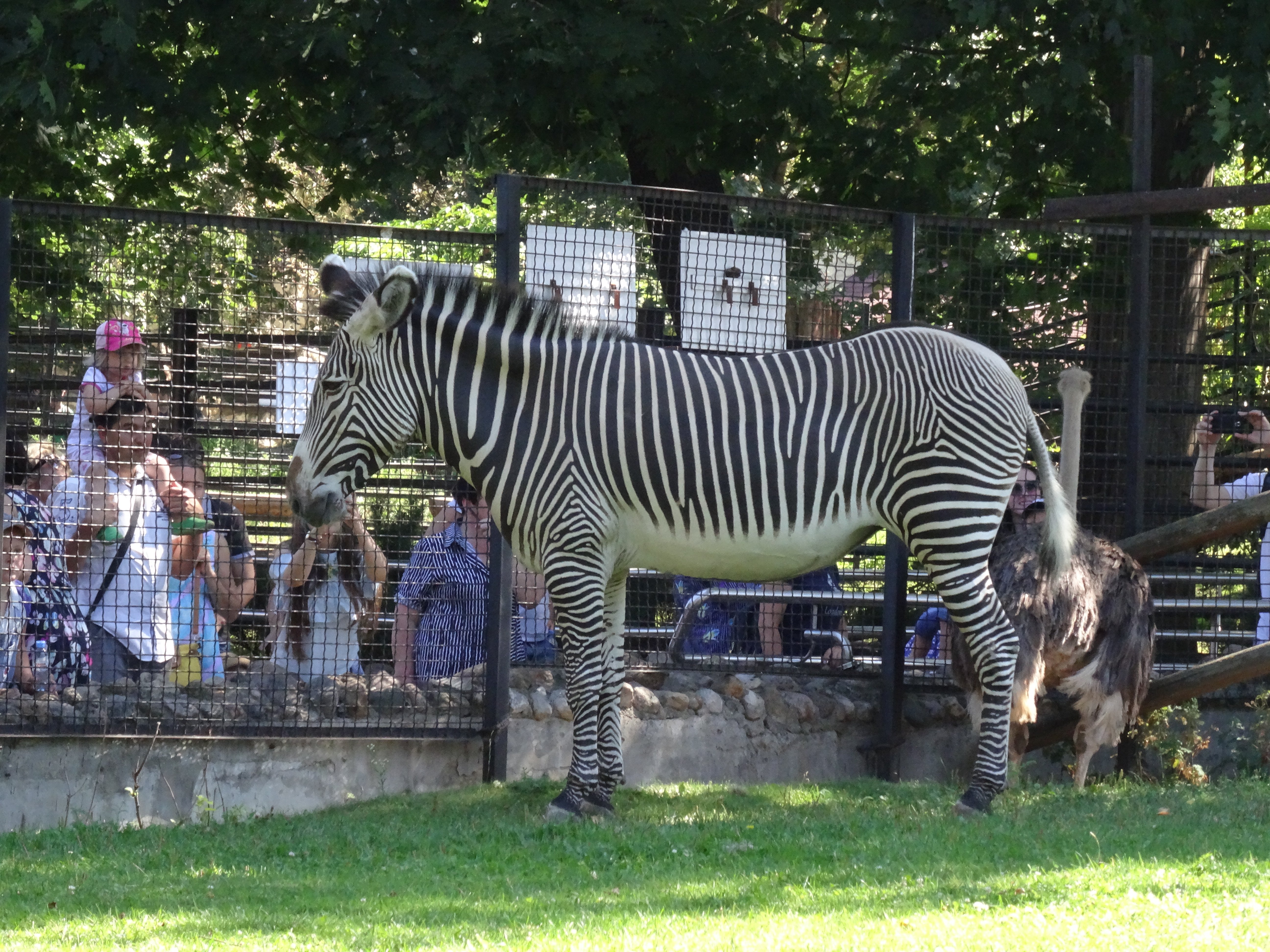 Zoo man animals. Московский зоопарк зоопарки. Московский государственный Зоологический парк. Московский зоопарк, Москва. Московский зоопарк животные.