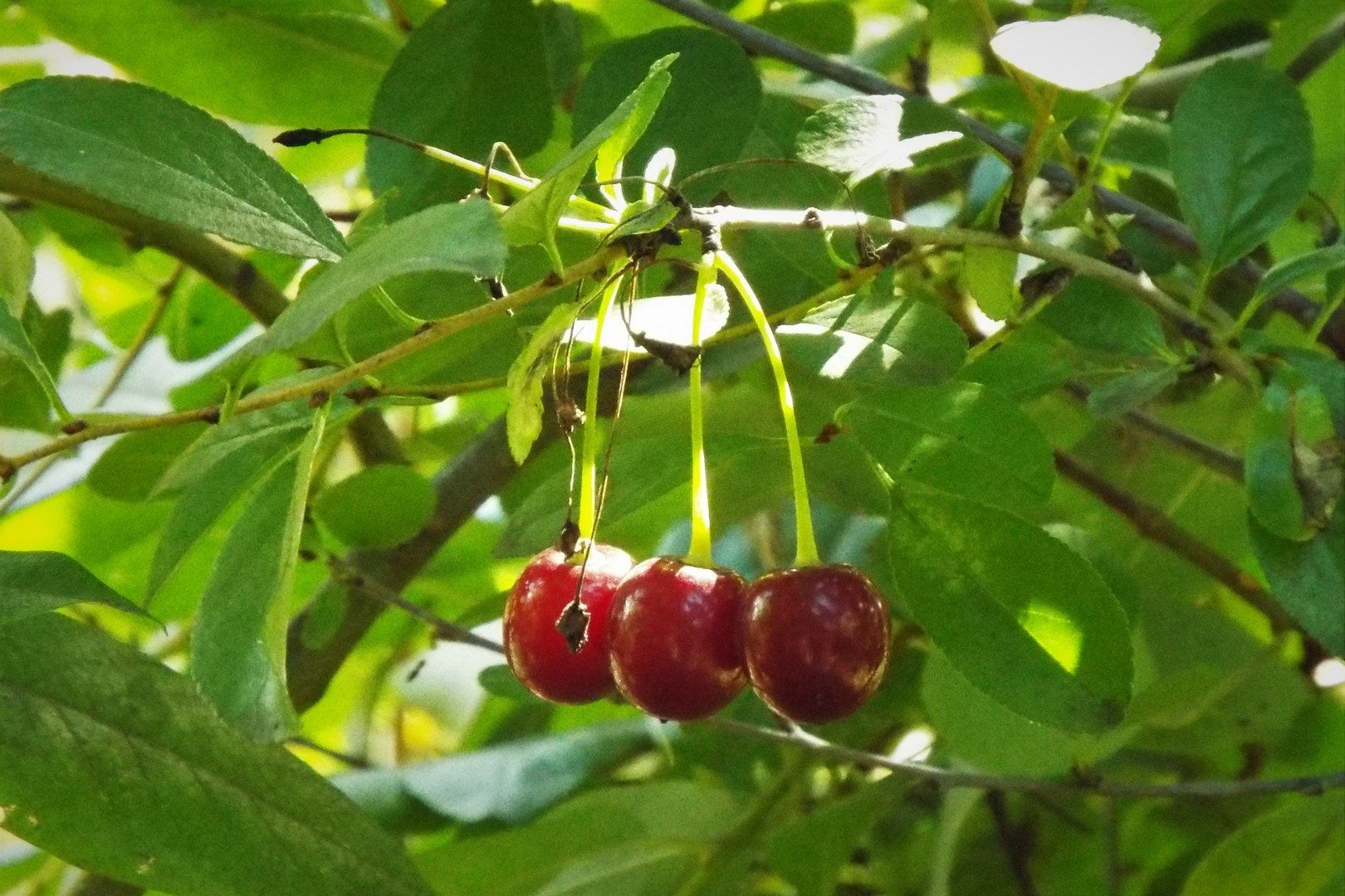 Фрукты черешня. Вишня jpeg. Вишня шпанка. Сочная вишня. Вишня вектор.