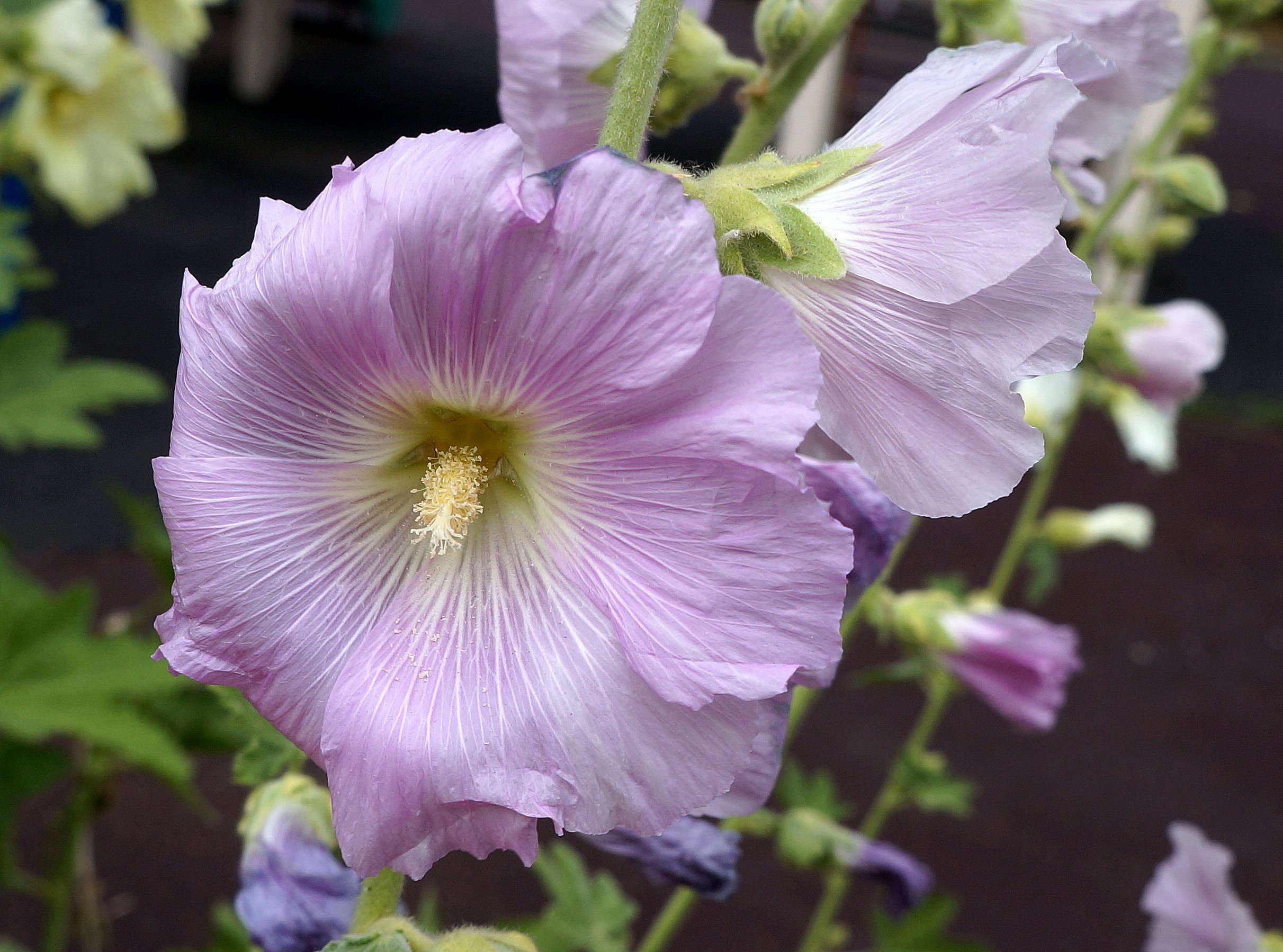 Мальва фото. Мальва просвирник. Мальва Alcea altissima. Мальва Мавритана. Мальва ползучая.