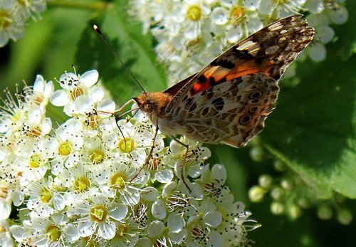 бабочка на цветке спиреи