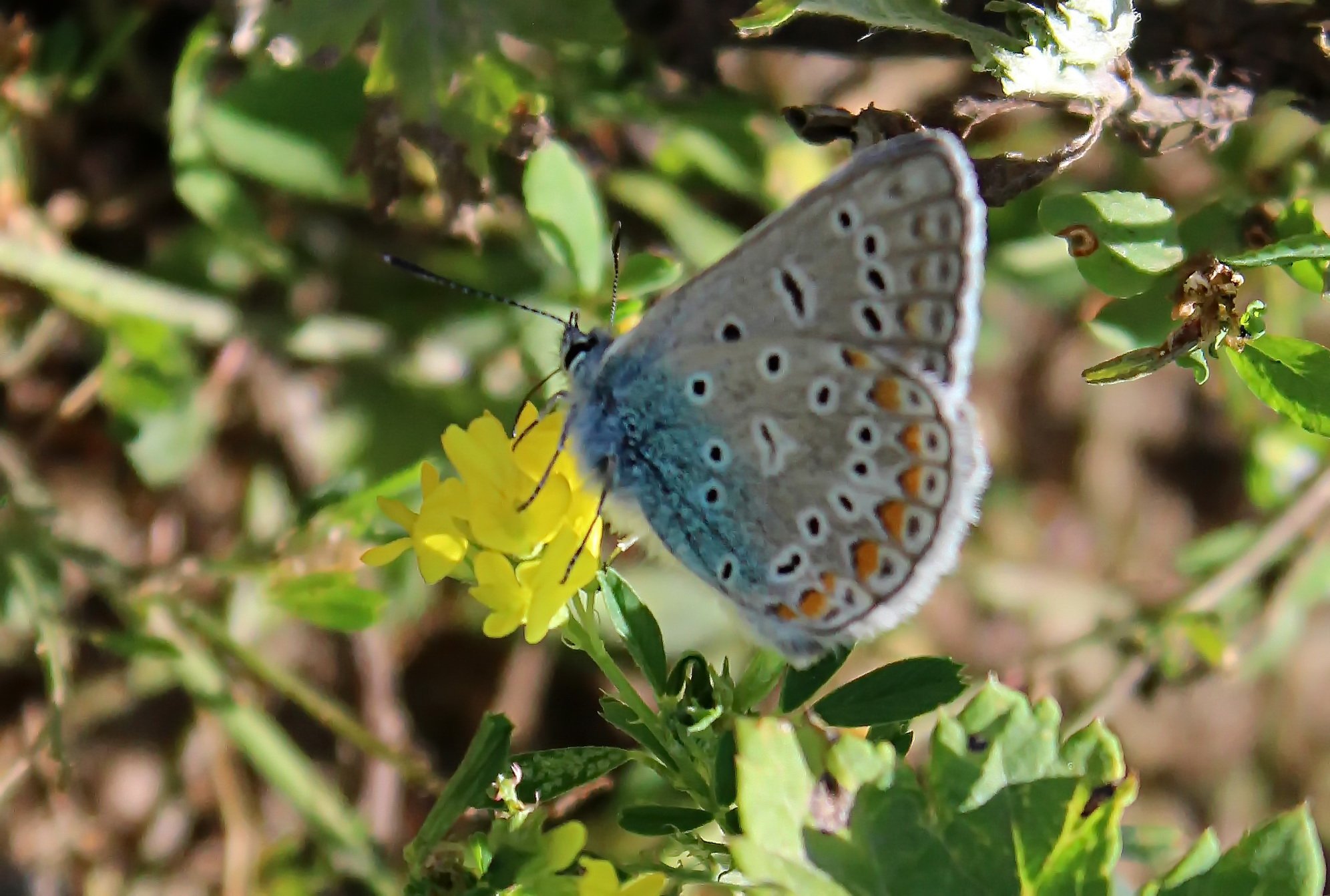Голубянка бурая бабочка