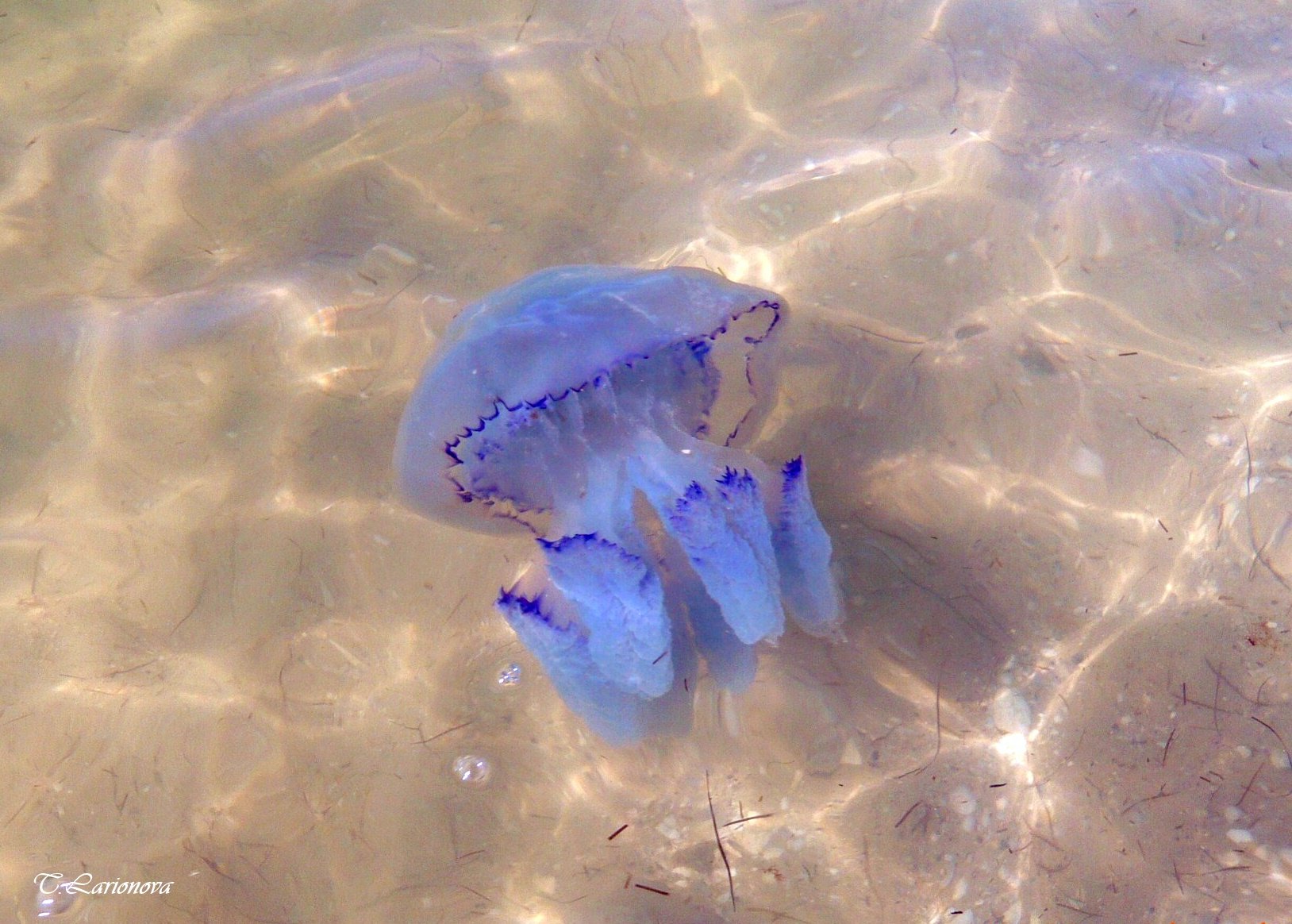 Медуза корнерот