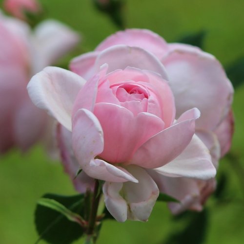 Розы в розовом павильоне Павловска