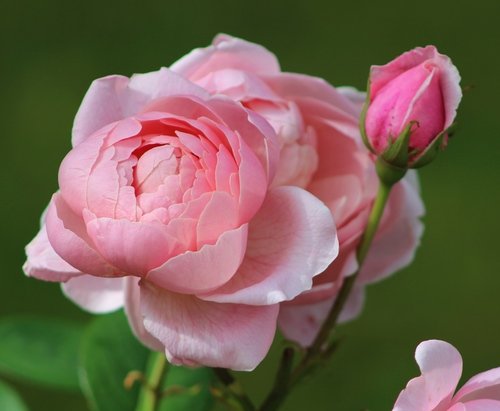 Розы Розового павильона Павловска