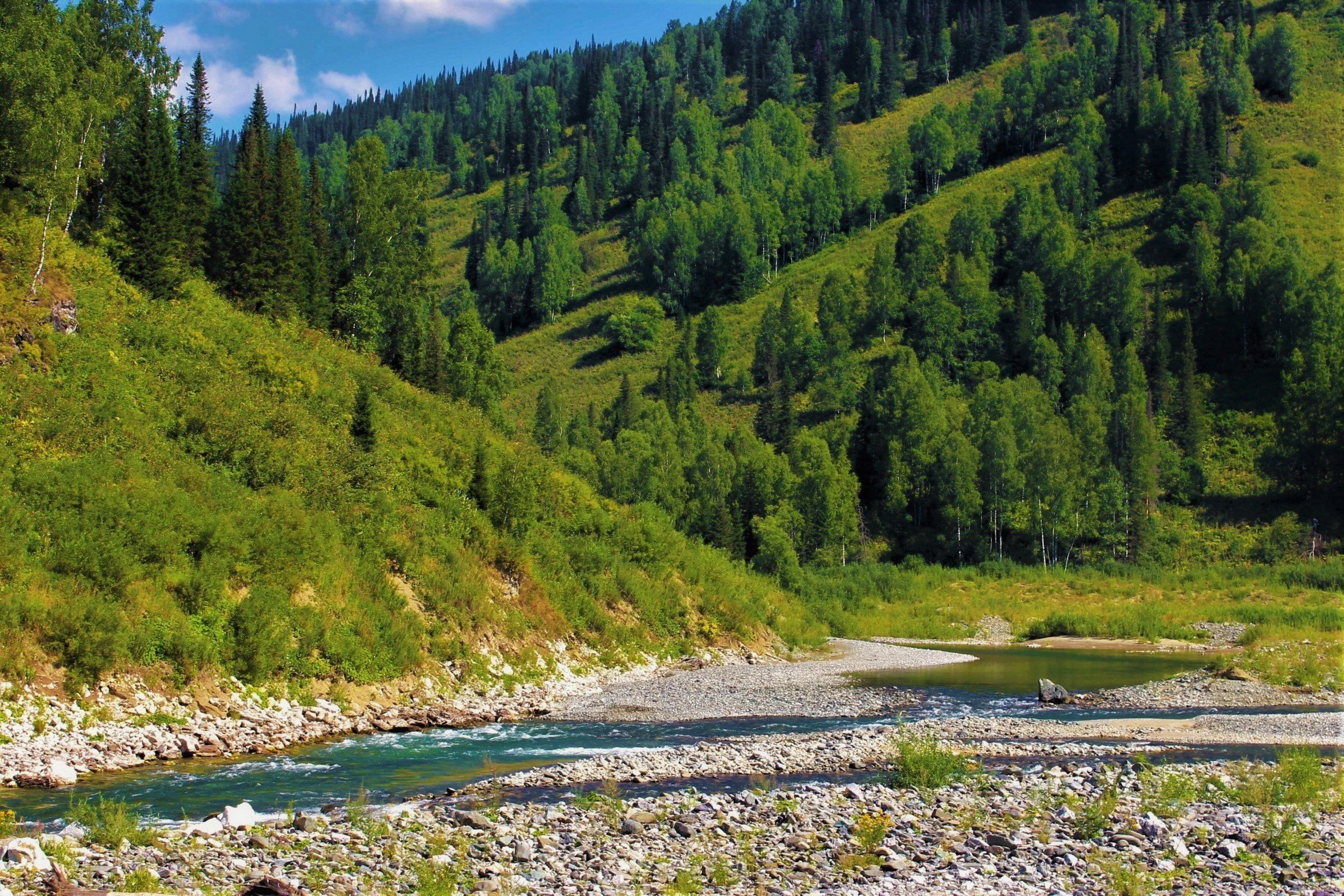 Таежные леса Кузнецкий Алатау