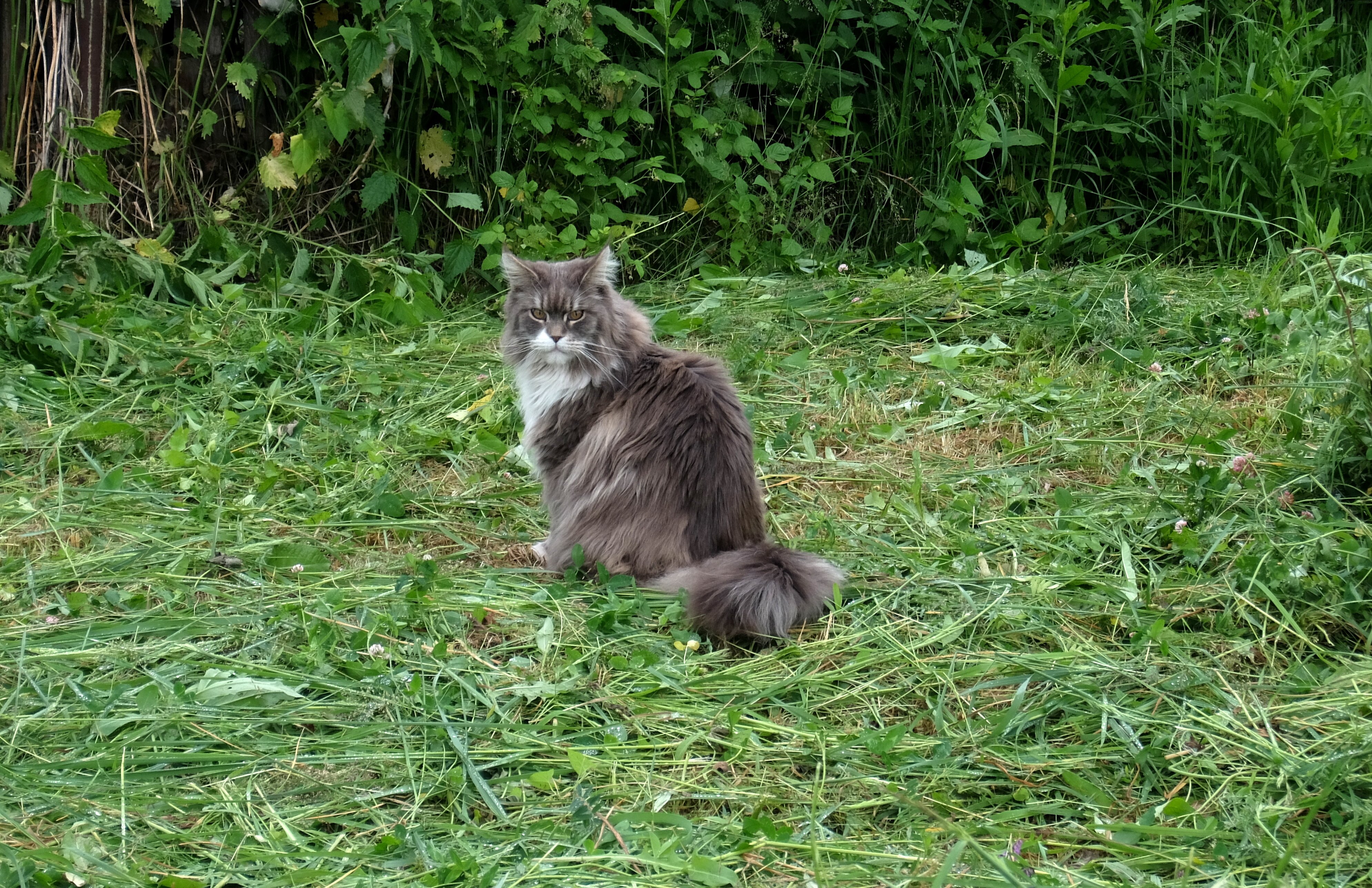 Сонник Соседский Кот
