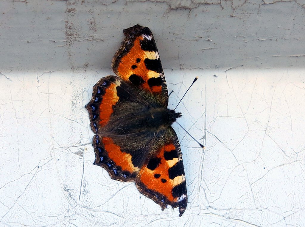 Виды Крапивницы Фото – Telegraph