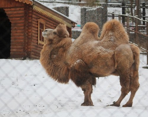 Сибирский верблюд