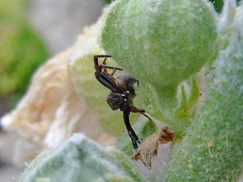 Цветочный паук,Misumena vatia, самец