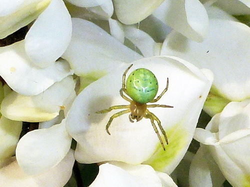 Паук Эбрехтелла триостренная (Ebrechtella tricuspidata), самец