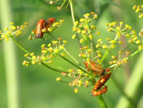 Многокоготник зонтичный, мягкотелка рыжая, Rhagonycha fulva