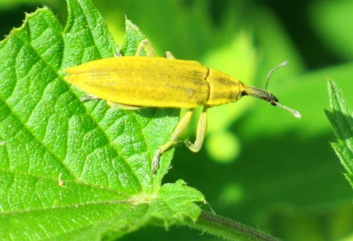 Долгоносик по имени Фрачник обыкновенный (Lixus iridis),