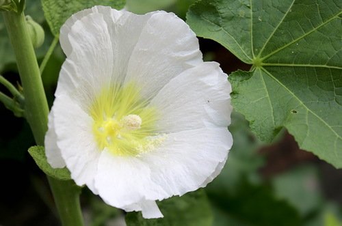 белый  цветок мальвы