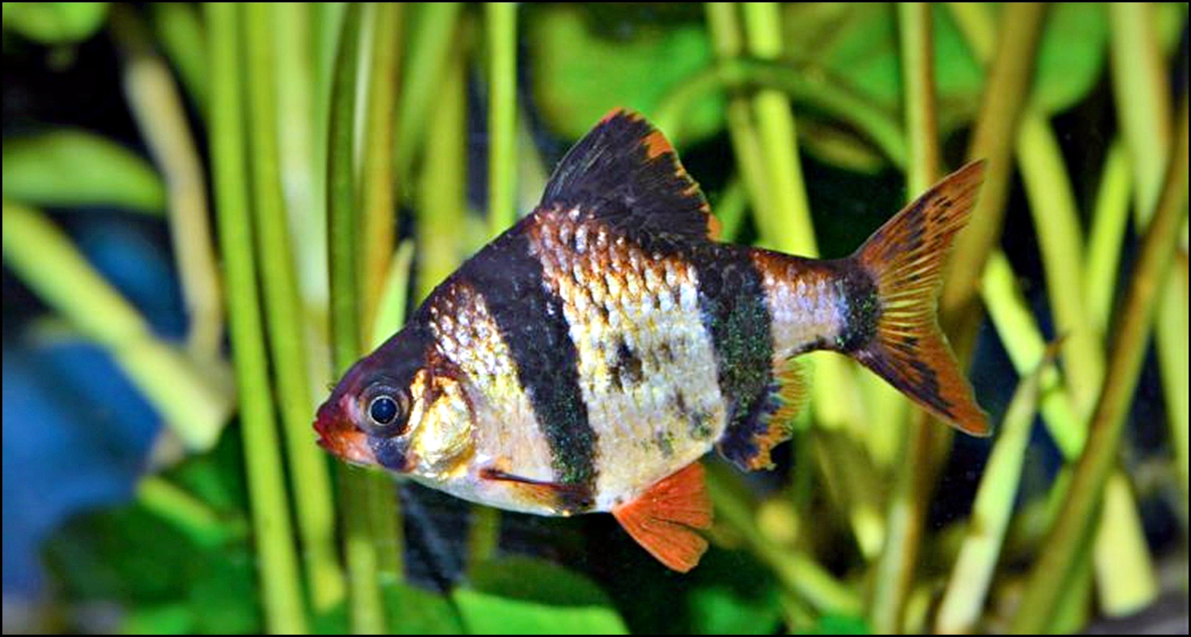 Аквариумные рыбки барбус фото. Рыба Барбус суматранский. Рыбка Барбус суматранский. Барбус суматранский зеленый. Суматранский Барбус аквариумная рыбка.