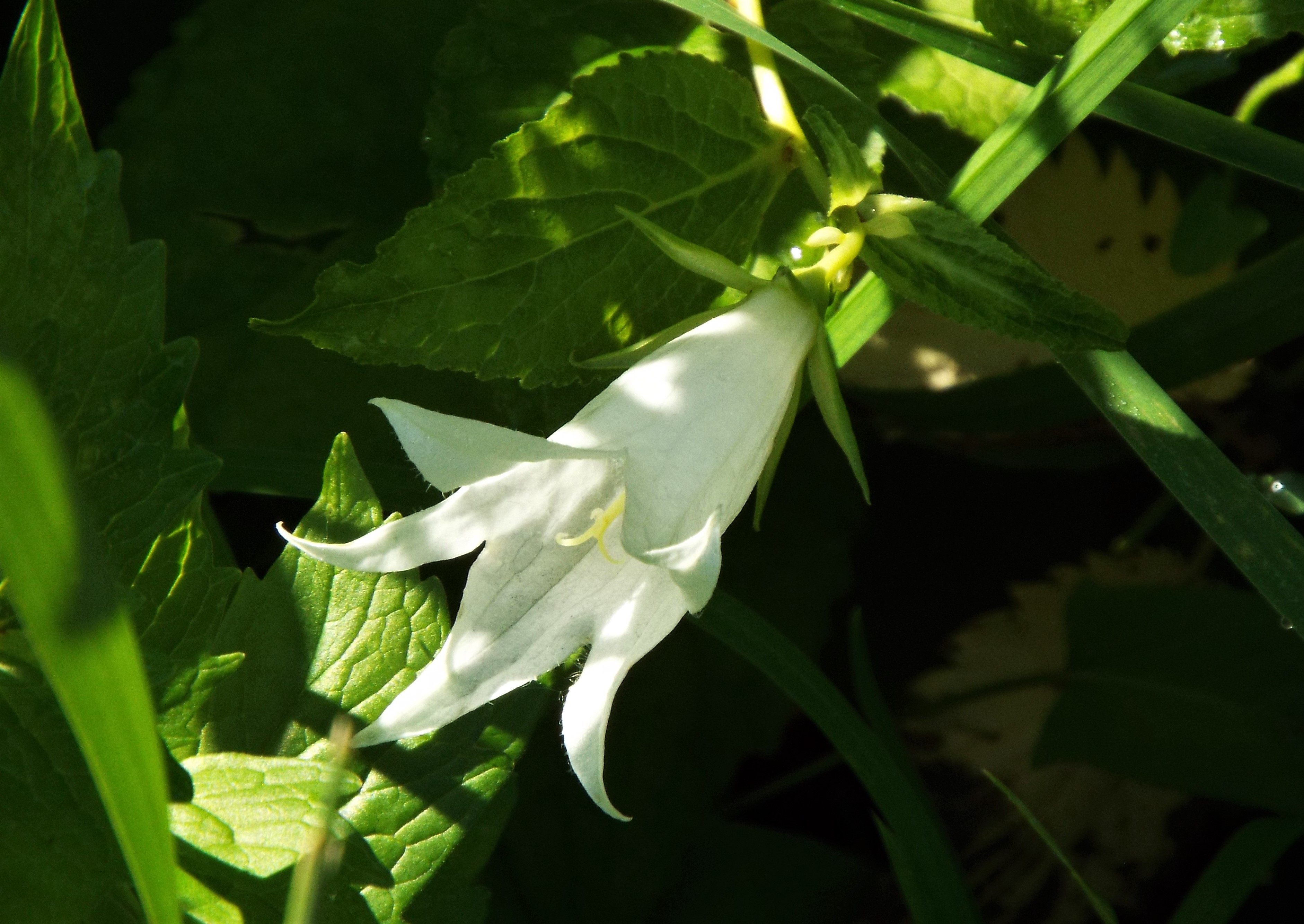 Комнатное растение с белыми колокольчиками