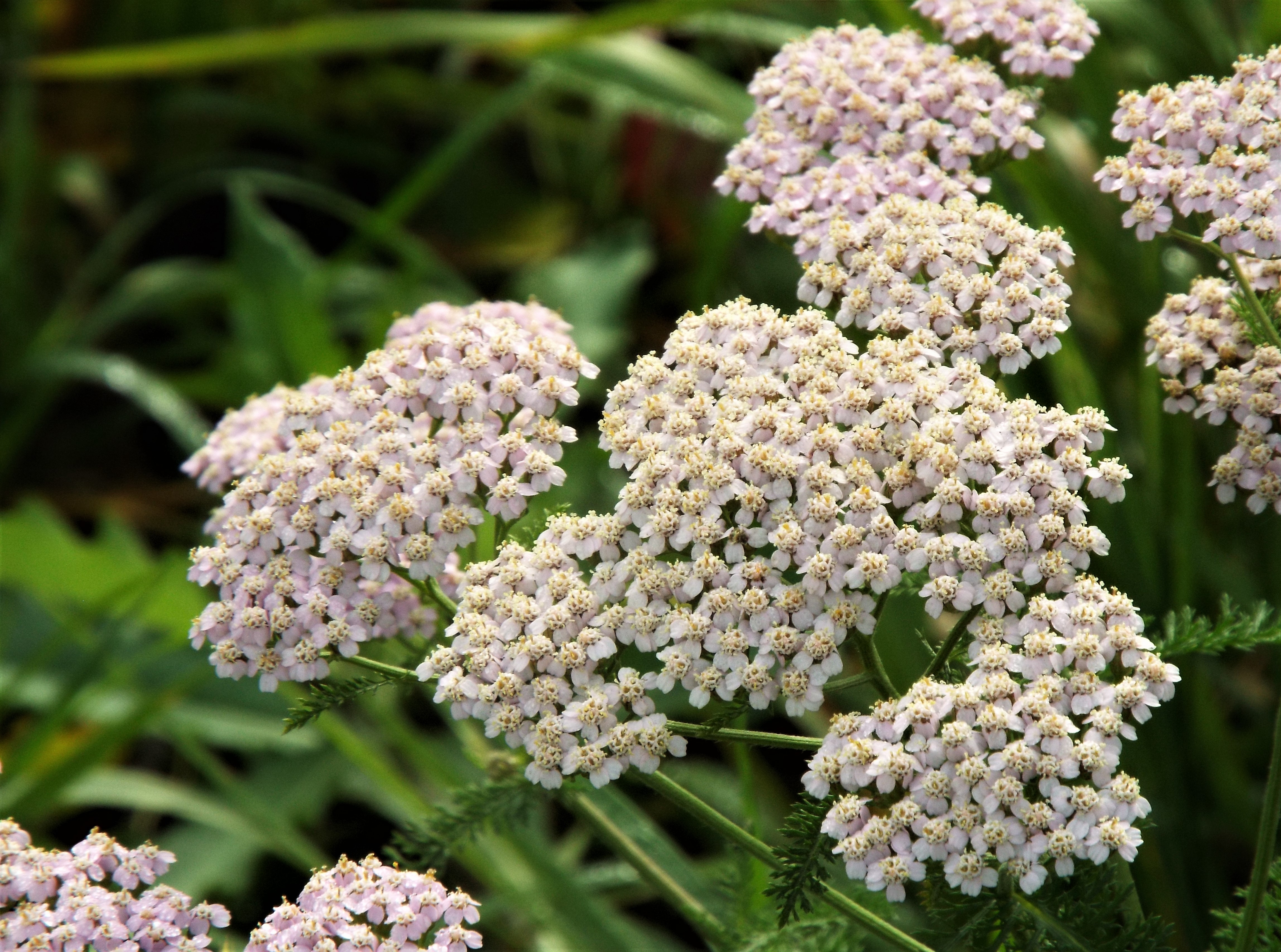 Тысячелистник Achillea Anthea