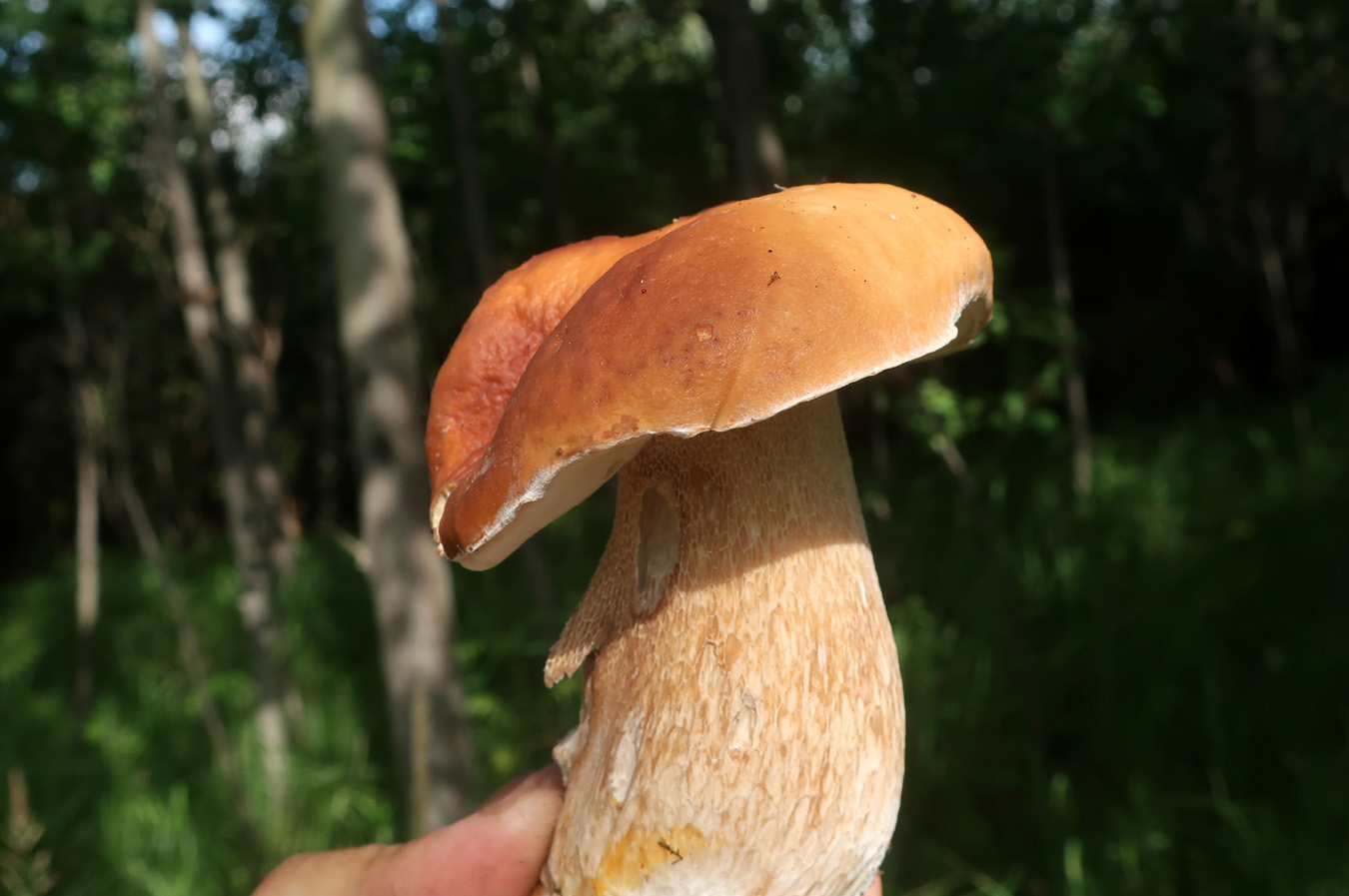 Фото белых грибов Приморья