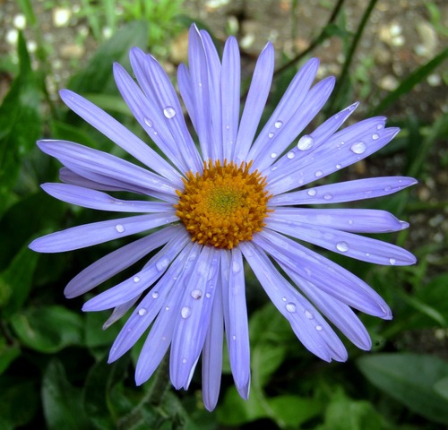 Aster alpinus(альпийская астра) ,в народе- сиреневая ромашка.