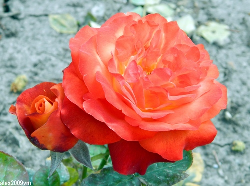 Ярко алые розы - предвестники  чистой любви!