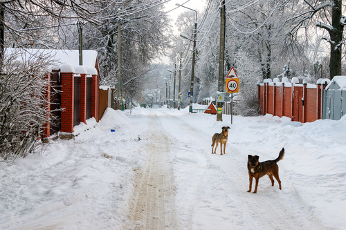 Деревенские зарисовки