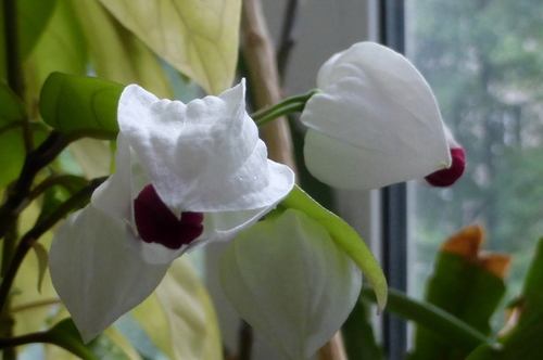 Клеродендрум