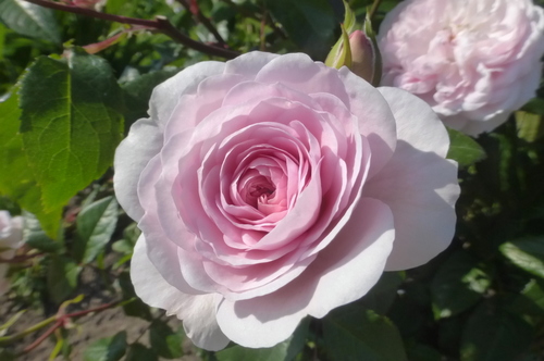 Бело- розовая ...