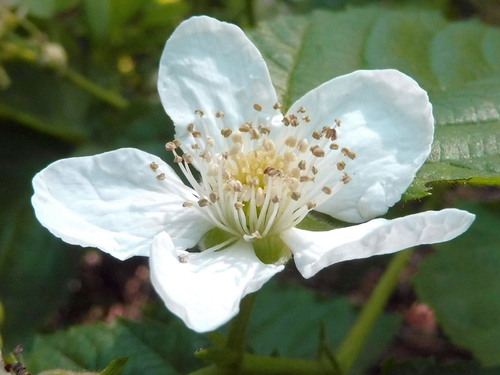 Белый цветок