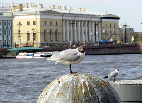 Чайка в Питере