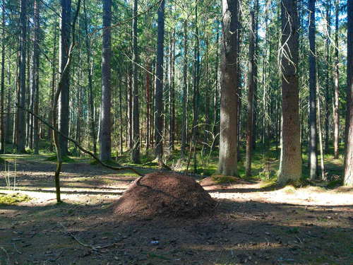 В лесу