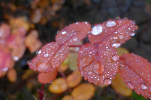 Капли осени