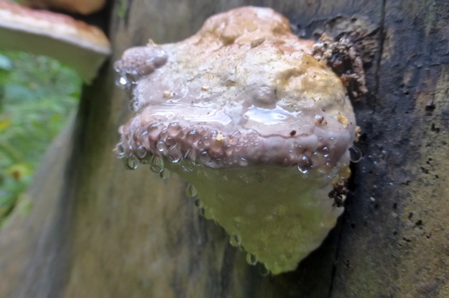 Гриб трутовик