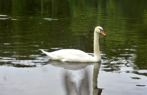 Белый лебедь