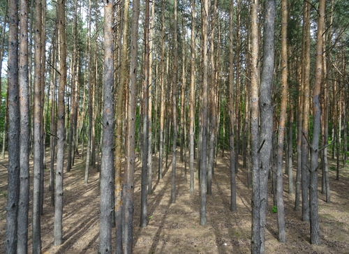 Сосны