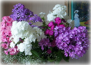 Флоксы