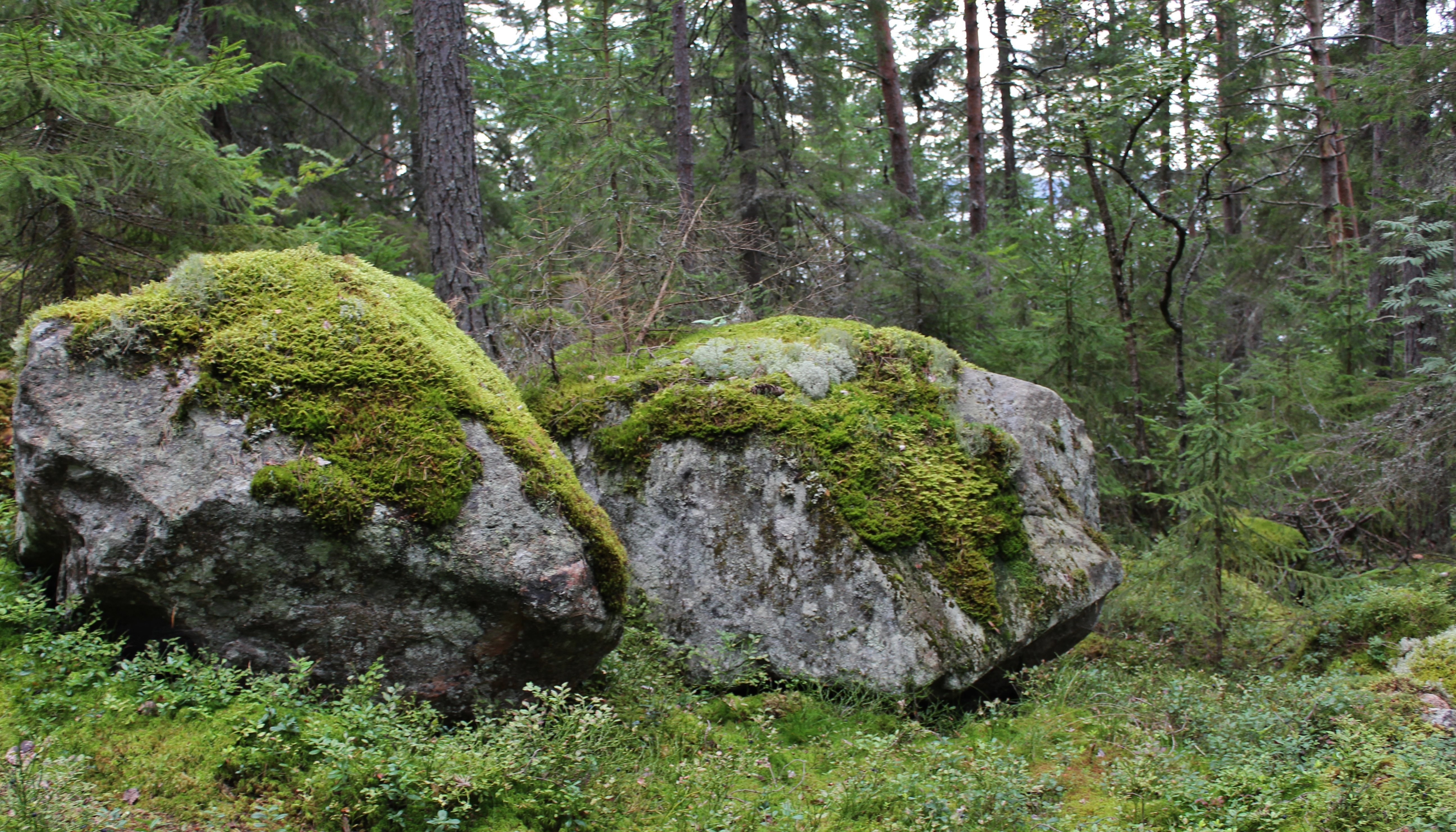 Остров пеллотсари