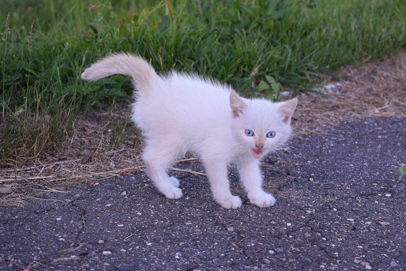 Признаки рахита у котят фото