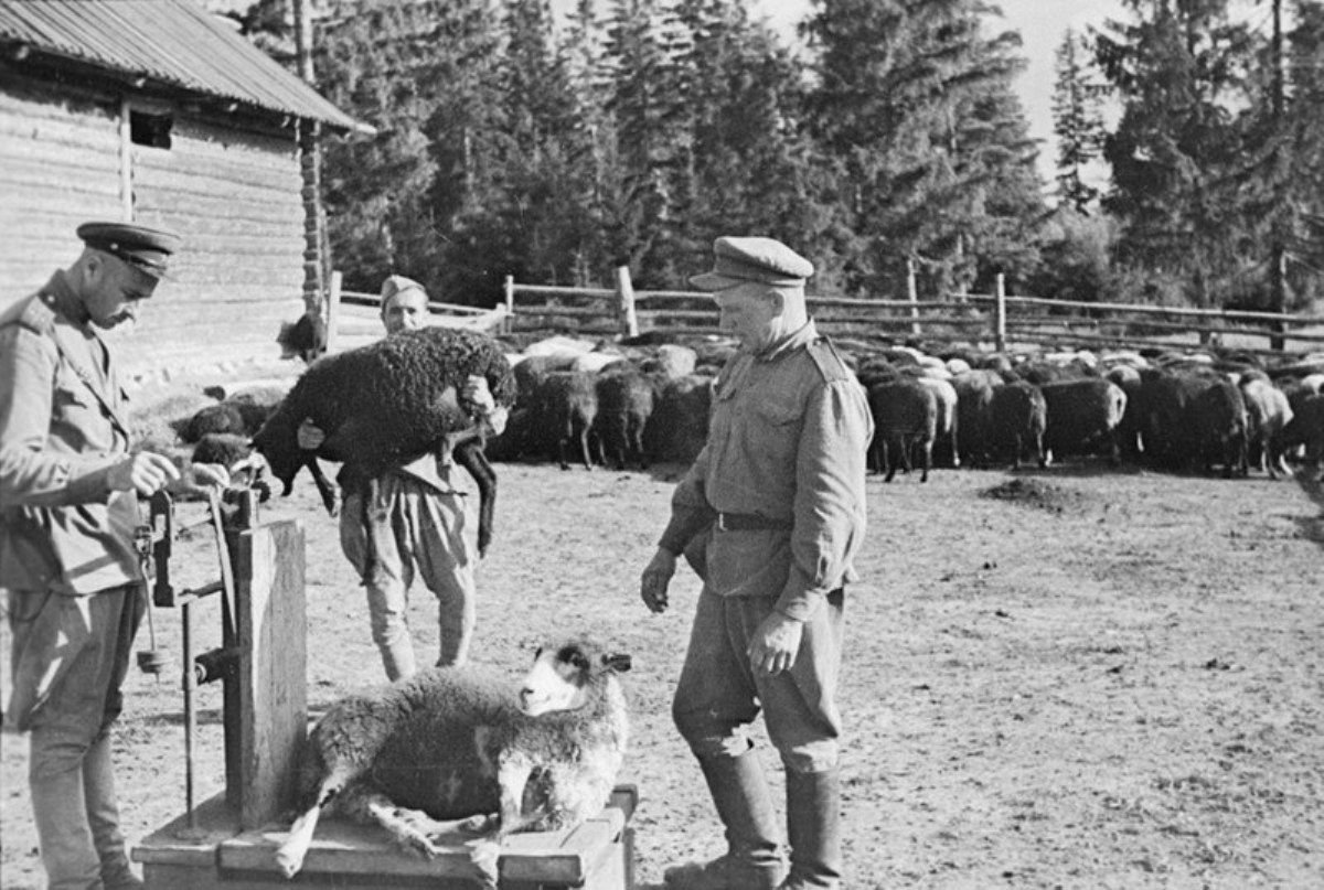 Старые службы. Военно-ветеринарная служба в годы в годы Великой Отечественной войны. Военно-ветеринарная служба красной армии. Ветеринарная служба РККА. Ветеринарная служба в РККА В годы ВОВ.