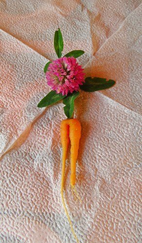 Стройные ножки морковки