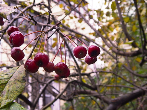 Октябрьские