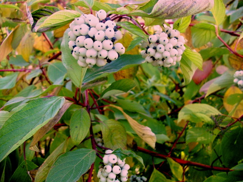 Белыми "клубочками"