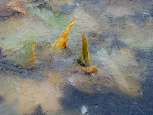 Осенние "кораблики"