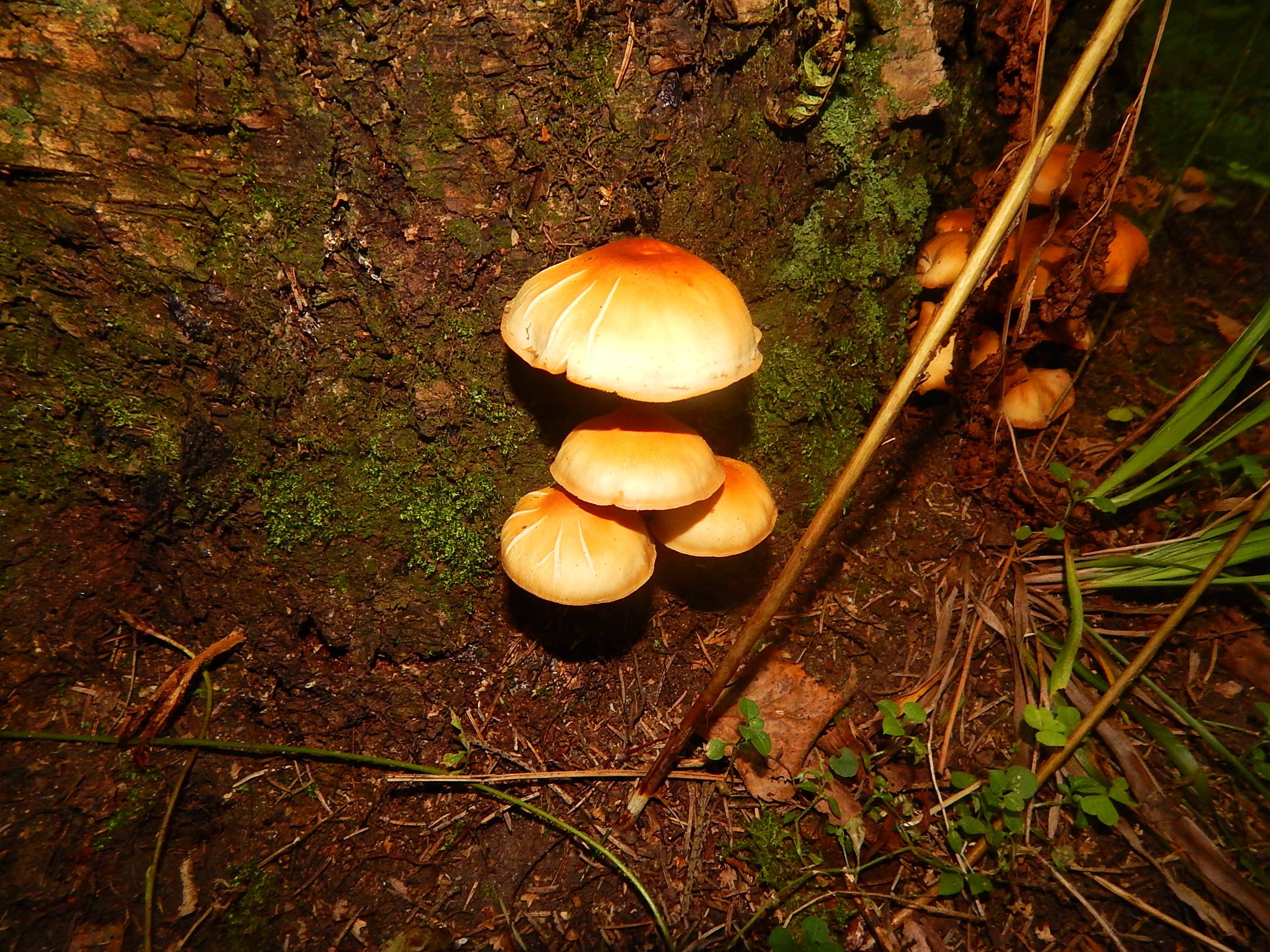Осенние грибы подмосковья съедобные фото