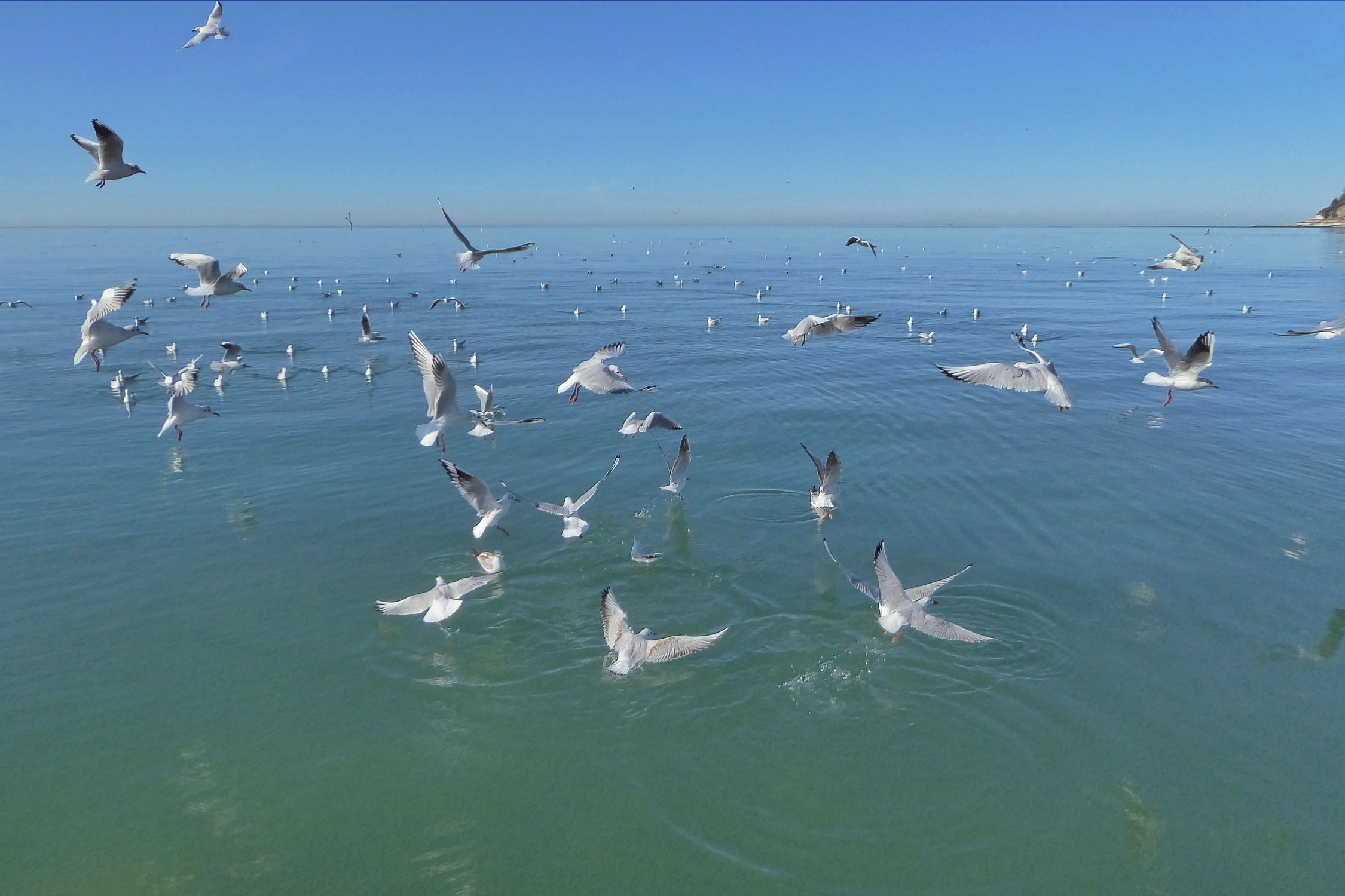 Песня чайки. Чайки кружат над водой. Море, Чайки. Чайки над водой фото. Белые птицы кружат.