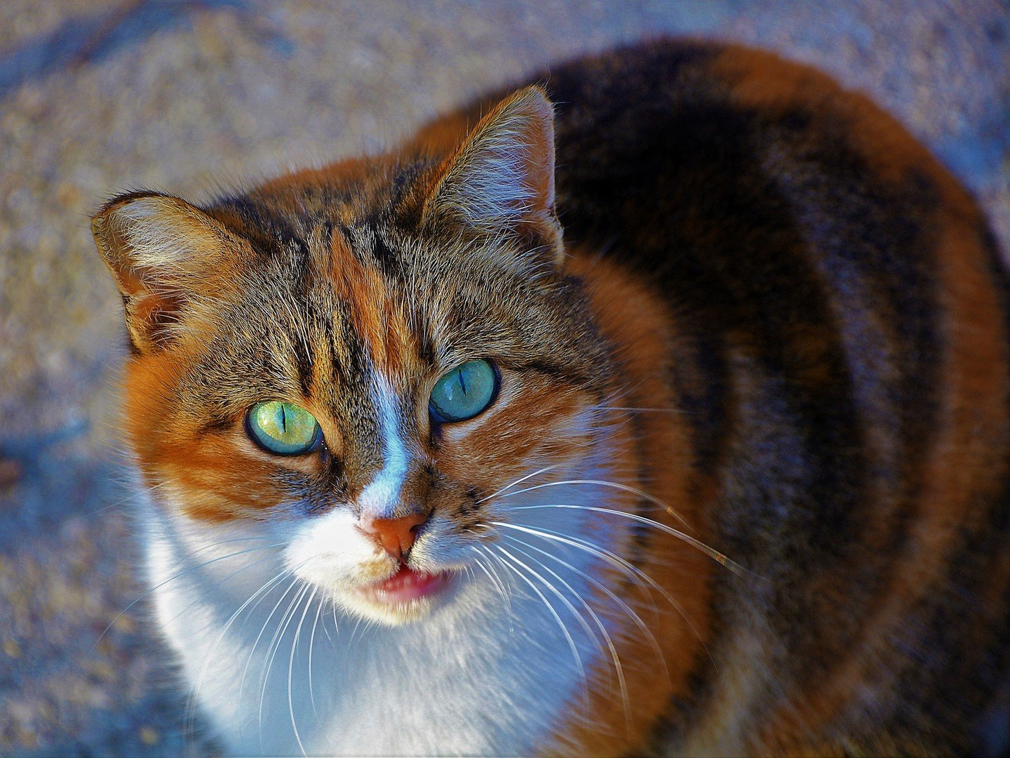 трехцветная пушистая кошка фото