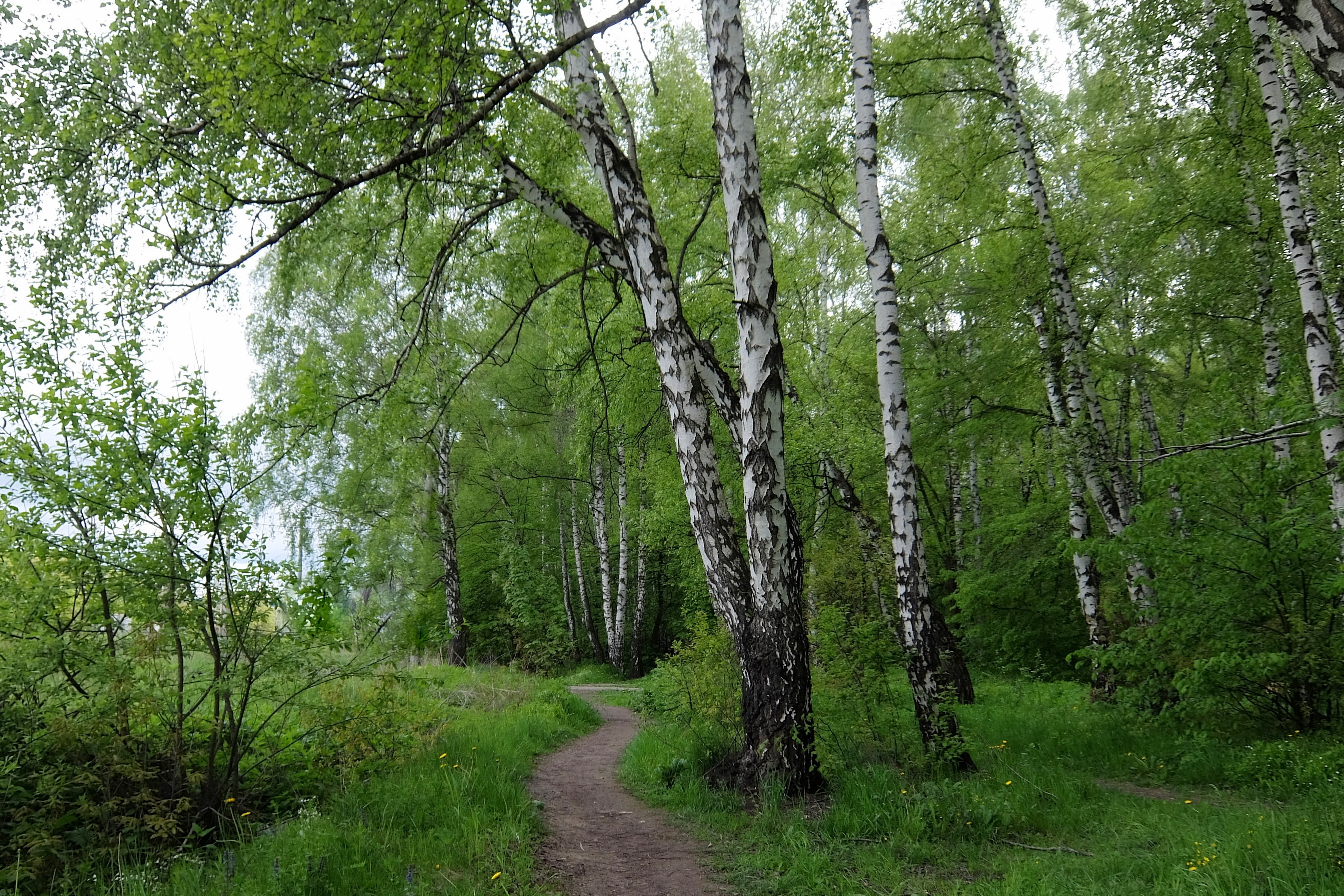 Шумановский альбом лесные картинки