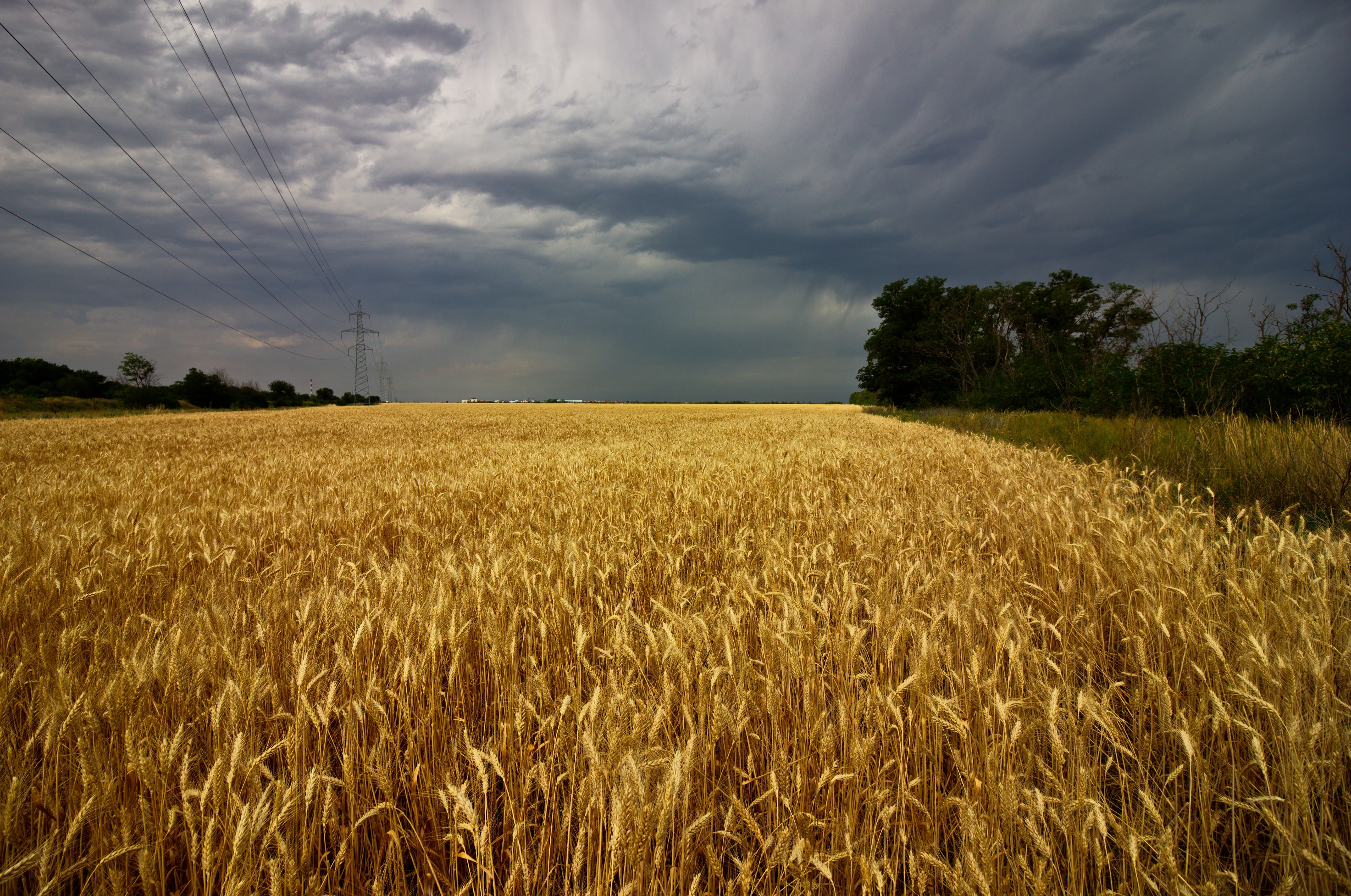 Поля пшеницы в Ленинградской области