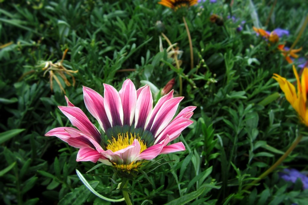 Цветок Газания Многолетний Описание Фото – Telegraph